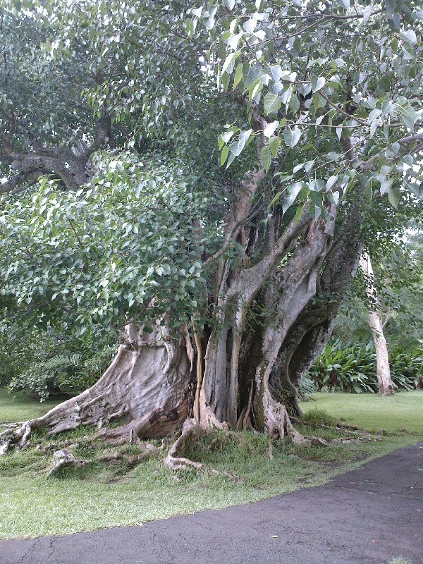 gal/Ile Maurice/SP_A0073_Pamplemouse_Garden_Pamplemousses_Garden.jpg